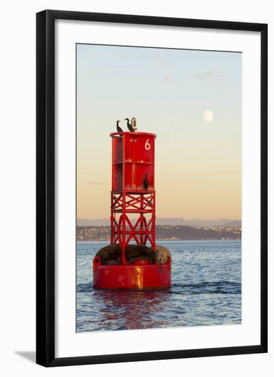 Washington, California Sea Lions and Cormorants. Full Moon-Trish Drury-Framed Photographic Print