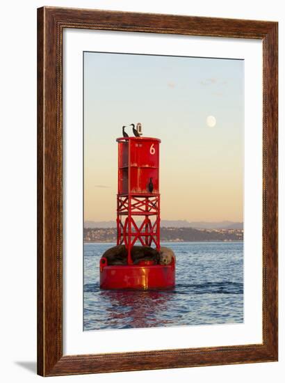 Washington, California Sea Lions and Cormorants. Full Moon-Trish Drury-Framed Photographic Print