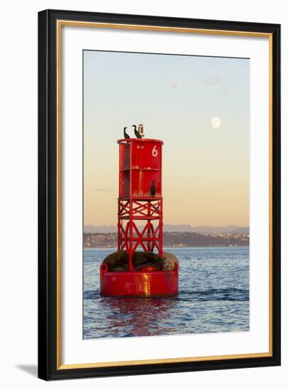 Washington, California Sea Lions and Cormorants. Full Moon-Trish Drury-Framed Photographic Print