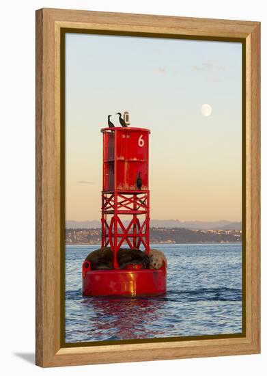 Washington, California Sea Lions and Cormorants. Full Moon-Trish Drury-Framed Premier Image Canvas