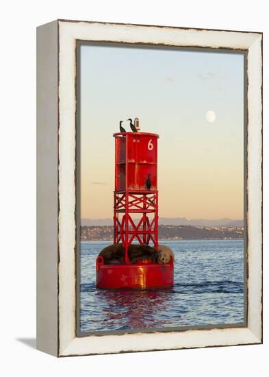 Washington, California Sea Lions and Cormorants. Full Moon-Trish Drury-Framed Premier Image Canvas