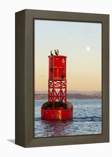 Washington, California Sea Lions and Cormorants. Full Moon-Trish Drury-Framed Premier Image Canvas