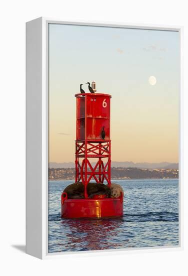 Washington, California Sea Lions and Cormorants. Full Moon-Trish Drury-Framed Premier Image Canvas