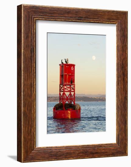 Washington, California Sea Lions and Cormorants. Full Moon-Trish Drury-Framed Photographic Print