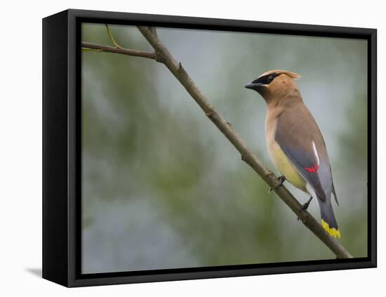 Washington, Cedar Waxwing on a Perch, Yarrow Bay, Kirkland-Gary Luhm-Framed Premier Image Canvas