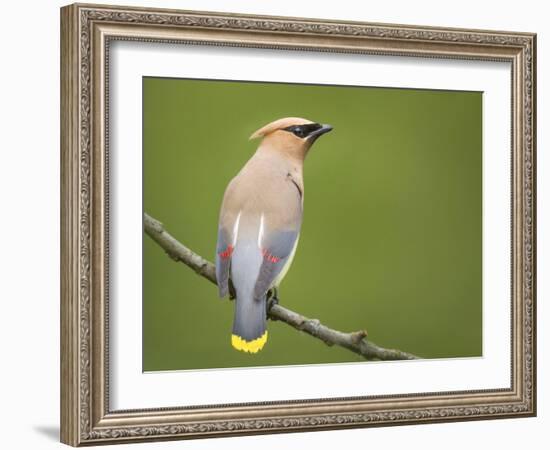 Washington, Cedar Waxwing on a Perch, Yarrow Bay, Kirkland-Gary Luhm-Framed Photographic Print