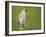 Washington, Cedar Waxwing on a Perch, Yarrow Bay, Kirkland-Gary Luhm-Framed Photographic Print