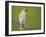 Washington, Cedar Waxwing on a Perch, Yarrow Bay, Kirkland-Gary Luhm-Framed Photographic Print