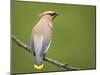 Washington, Cedar Waxwing on a Perch, Yarrow Bay, Kirkland-Gary Luhm-Mounted Photographic Print