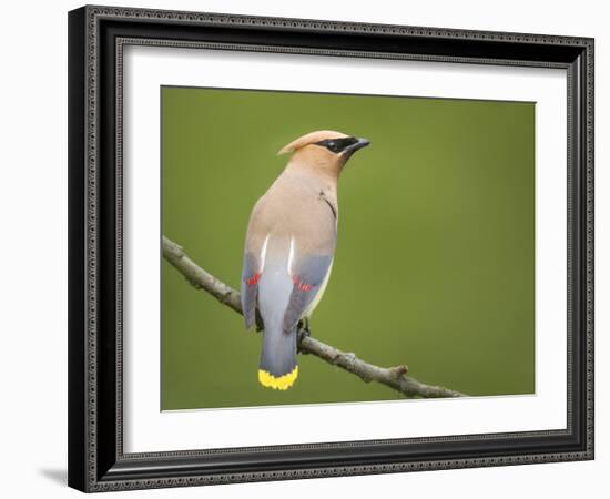 Washington, Cedar Waxwing on a Perch, Yarrow Bay, Kirkland-Gary Luhm-Framed Photographic Print