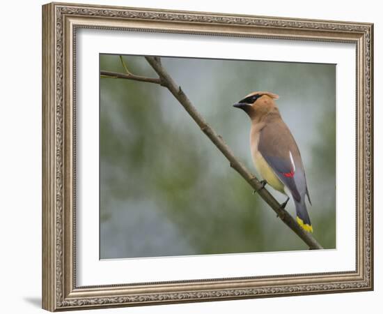 Washington, Cedar Waxwing on a Perch, Yarrow Bay, Kirkland-Gary Luhm-Framed Photographic Print