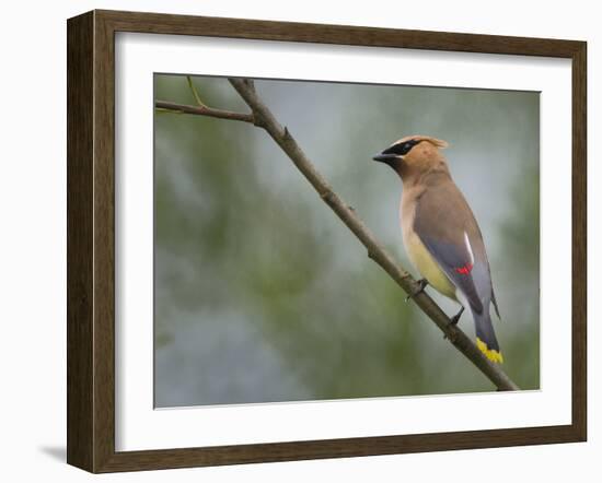 Washington, Cedar Waxwing on a Perch, Yarrow Bay, Kirkland-Gary Luhm-Framed Photographic Print