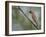 Washington, Cedar Waxwing on a Perch, Yarrow Bay, Kirkland-Gary Luhm-Framed Photographic Print