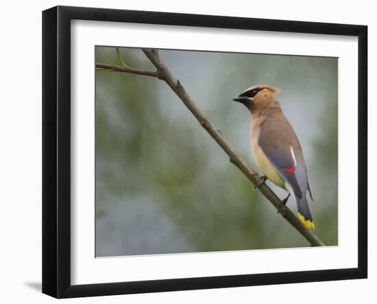 Washington, Cedar Waxwing on a Perch, Yarrow Bay, Kirkland-Gary Luhm-Framed Photographic Print