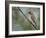 Washington, Cedar Waxwing on a Perch, Yarrow Bay, Kirkland-Gary Luhm-Framed Photographic Print