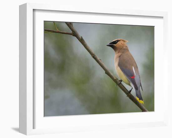 Washington, Cedar Waxwing on a Perch, Yarrow Bay, Kirkland-Gary Luhm-Framed Photographic Print