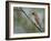 Washington, Cedar Waxwing on a Perch, Yarrow Bay, Kirkland-Gary Luhm-Framed Photographic Print