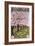 Washington - Cherry Blossoms-Lantern Press-Framed Premium Giclee Print