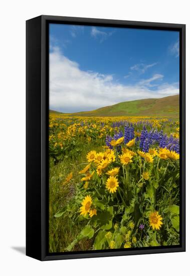 Washington, Columbia Hills SP. Spring Wildflowers at Columbia Hills SP-Richard Duval-Framed Premier Image Canvas