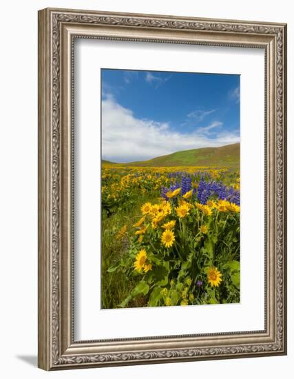 Washington, Columbia Hills SP. Spring Wildflowers at Columbia Hills SP-Richard Duval-Framed Photographic Print