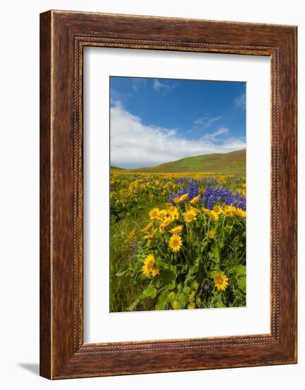 Washington, Columbia Hills SP. Spring Wildflowers at Columbia Hills SP-Richard Duval-Framed Photographic Print