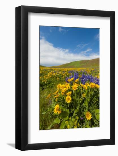 Washington, Columbia Hills SP. Spring Wildflowers at Columbia Hills SP-Richard Duval-Framed Photographic Print