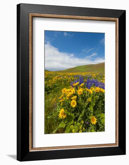 Washington, Columbia Hills SP. Spring Wildflowers at Columbia Hills SP-Richard Duval-Framed Photographic Print