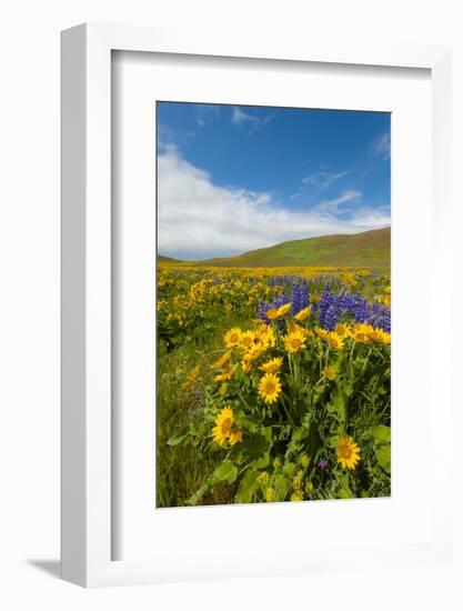 Washington, Columbia Hills SP. Spring Wildflowers at Columbia Hills SP-Richard Duval-Framed Photographic Print