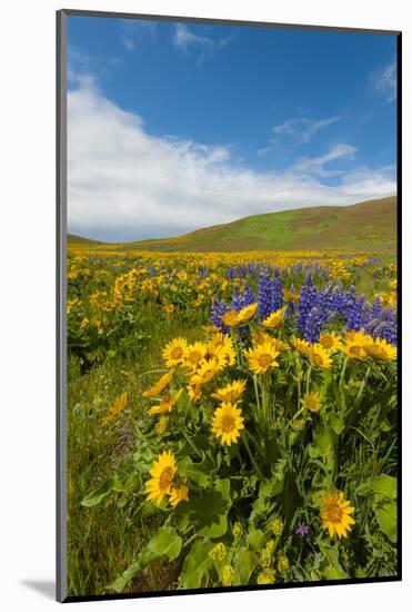 Washington, Columbia Hills SP. Spring Wildflowers at Columbia Hills SP-Richard Duval-Mounted Photographic Print