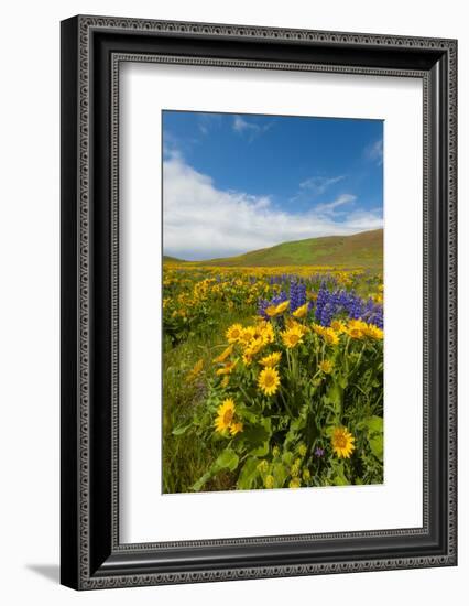 Washington, Columbia Hills SP. Spring Wildflowers at Columbia Hills SP-Richard Duval-Framed Photographic Print