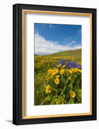 Washington, Columbia Hills SP. Spring Wildflowers at Columbia Hills SP-Richard Duval-Framed Photographic Print