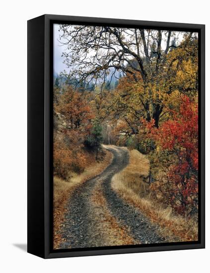 Washington, Columbia River Gorge. Road and Autumn-Colored Oaks-Steve Terrill-Framed Premier Image Canvas