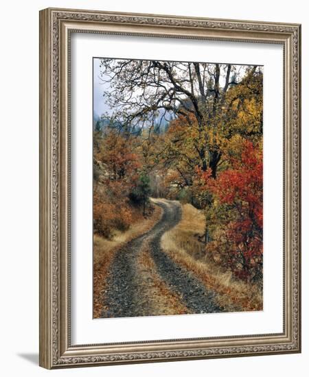 Washington, Columbia River Gorge. Road and Autumn-Colored Oaks-Steve Terrill-Framed Photographic Print