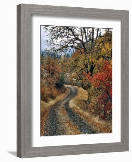 Washington, Columbia River Gorge. Road and Autumn-Colored Oaks-Steve Terrill-Framed Photographic Print