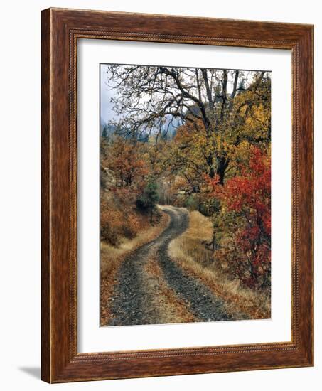 Washington, Columbia River Gorge. Road and Autumn-Colored Oaks-Steve Terrill-Framed Photographic Print