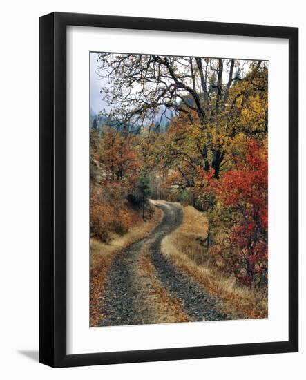 Washington, Columbia River Gorge. Road and Autumn-Colored Oaks-Steve Terrill-Framed Photographic Print