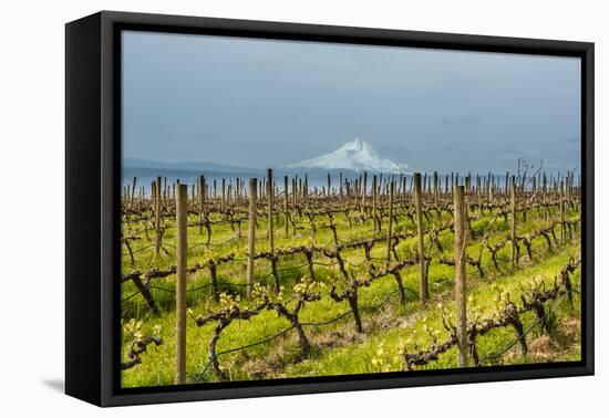 Washington, Columbia River Gorge. Rows of Barbera Grapes with Mt. Hood in Background-Richard Duval-Framed Premier Image Canvas