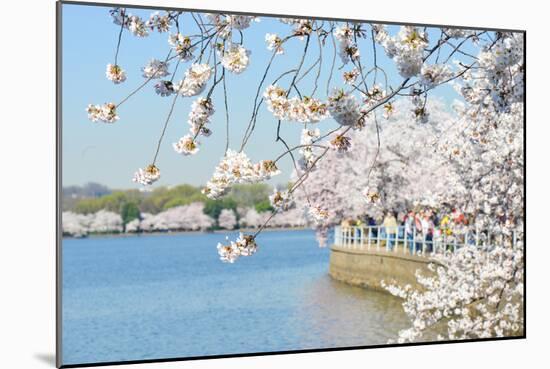 Washington DC - Cherry Blossom Festival at Tidal Basin in Spring-Orhan-Mounted Photographic Print