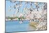 Washington DC - Cherry Blossom Festival at Tidal Basin in Spring-Orhan-Mounted Photographic Print
