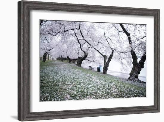 Washington DC - Petals Falling of the Cherry Blossoms-David Coleman-Framed Photographic Print