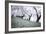 Washington DC - Petals Falling of the Cherry Blossoms-David Coleman-Framed Photographic Print