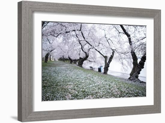 Washington DC - Petals Falling of the Cherry Blossoms-David Coleman-Framed Photographic Print