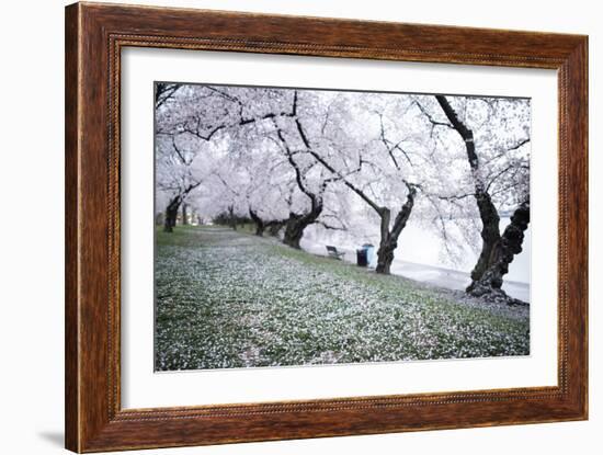 Washington DC - Petals Falling of the Cherry Blossoms-David Coleman-Framed Photographic Print