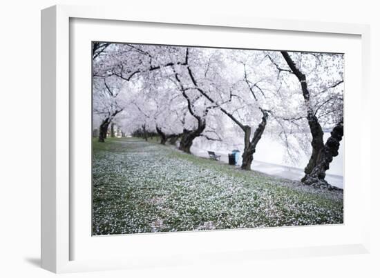 Washington DC - Petals Falling of the Cherry Blossoms-David Coleman-Framed Photographic Print