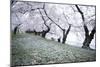 Washington DC - Petals Falling of the Cherry Blossoms-David Coleman-Mounted Photographic Print