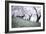 Washington DC - Petals Falling of the Cherry Blossoms-David Coleman-Framed Photographic Print