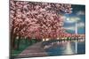 Washington DC, Potomac Park and Blossoming Cherry Trees Scene at Night-Lantern Press-Mounted Art Print