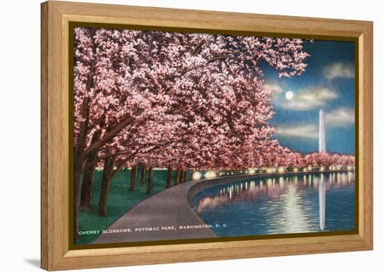 Washington DC, Potomac Park and Blossoming Cherry Trees Scene at Night-Lantern Press-Framed Stretched Canvas