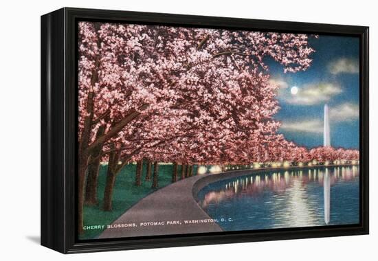 Washington DC, Potomac Park and Blossoming Cherry Trees Scene at Night-Lantern Press-Framed Stretched Canvas