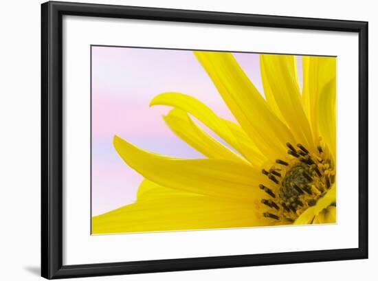 Washington. Detail of Sunflower Blossom-Jaynes Gallery-Framed Photographic Print